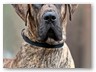 Junge Wilde Januar 2011 (1)