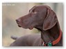 Junge Wilde Januar 2011 (12)