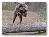 Junge Wilde Januar 2011 (13)
