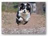 Junge Wilde Januar 2011 (14)