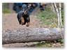 Junge Wilde Januar 2011 (17)