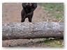 Junge Wilde Januar 2011 (18)