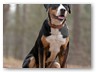 Junge Wilde Januar 2011 (23)