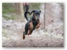 Junge Wilde Januar 2011 (8)