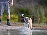 Hundespaziergang_Sept._2011 (51)