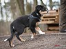 Welpen_Februar 2012 (5)