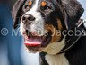 AllerHunde_7Q7O7681-mj