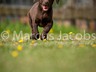 AllerHunde_7Q7O7985-mj