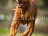 AllerHunde_7Q7O8040-mj