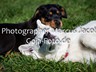 Allerhunde Welpen 2014 (13)