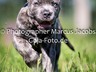 Allerhunde Welpen 2014 (22)