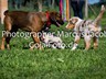 Allerhunde Welpen 2014 (9)